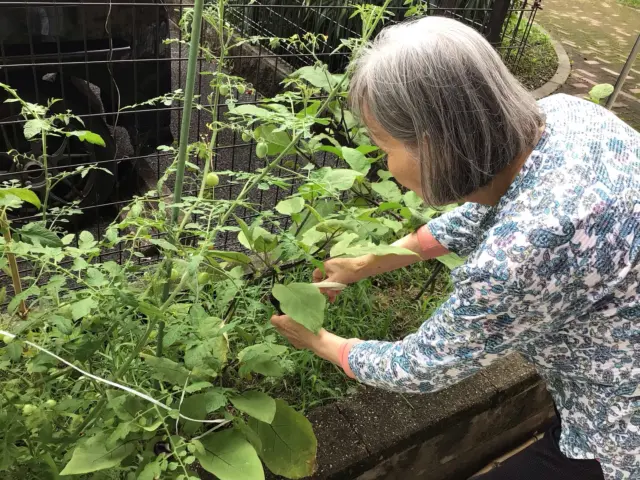 なす、オクラ、大葉、ミニトマトを収穫しました♪
野菜炒め、大葉の醤油漬け。
皆さん、喜んで召し上がってくださいました☘️