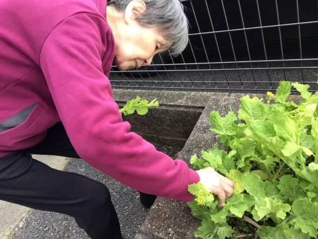 施設で育てている菜花の収穫をしました。
ご自宅で、花や野菜を育てていたＦさん。手慣れた手つきで収穫していました🥬
収穫した菜花は、お浸しにして頂きました♪