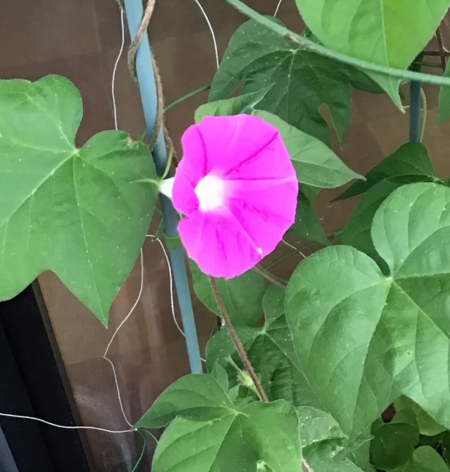夜勤明け！以前植えた朝顔が開花！
みんなが起きたらつたえよぉー

#朝顔 #元気寿会 #介護 #一宮市